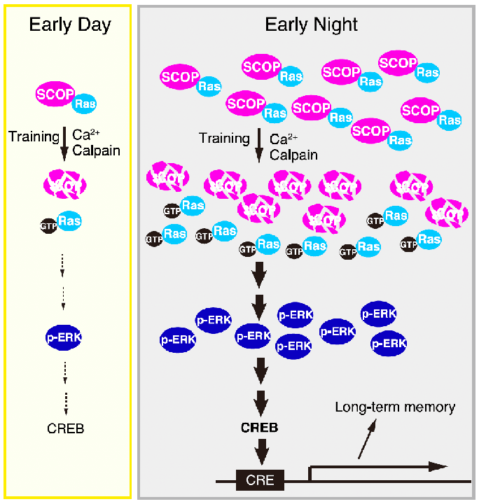 海馬におけるSCOP分子の時間依存的な変化とK-Ras-ERK/MAPK-CREB経路の制御シグナル図